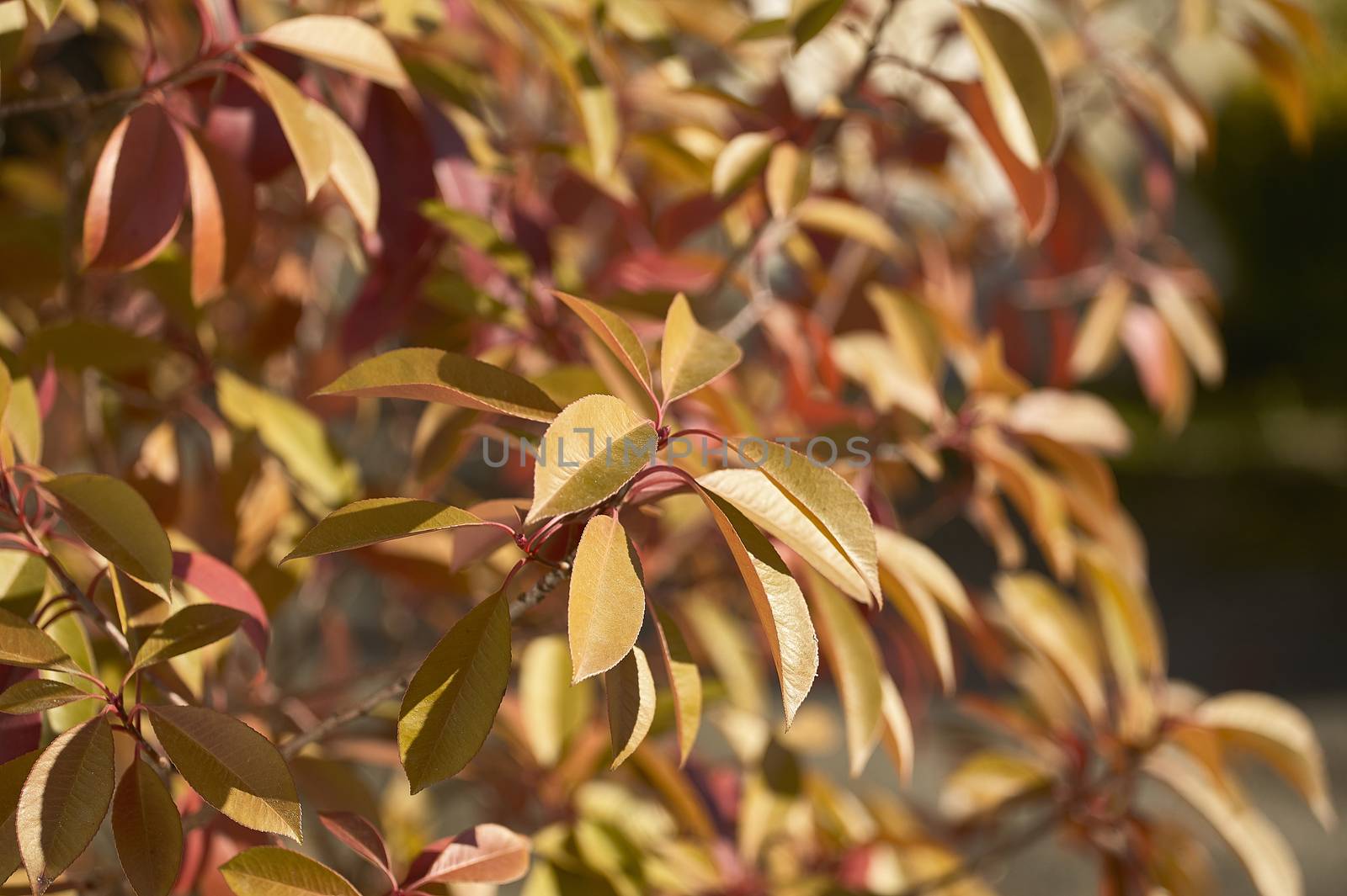 Detail of a group of red leaves attached as a group to the plant in a garden.