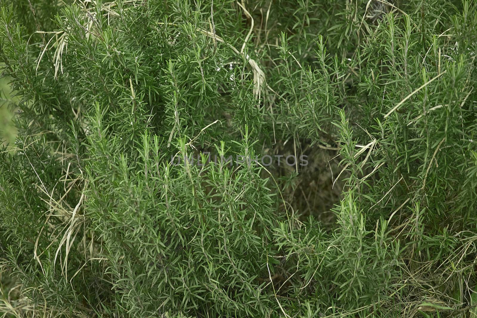 Rosemary plant: a plant used to make rosemary spice so used and appreciated in the kitchen.