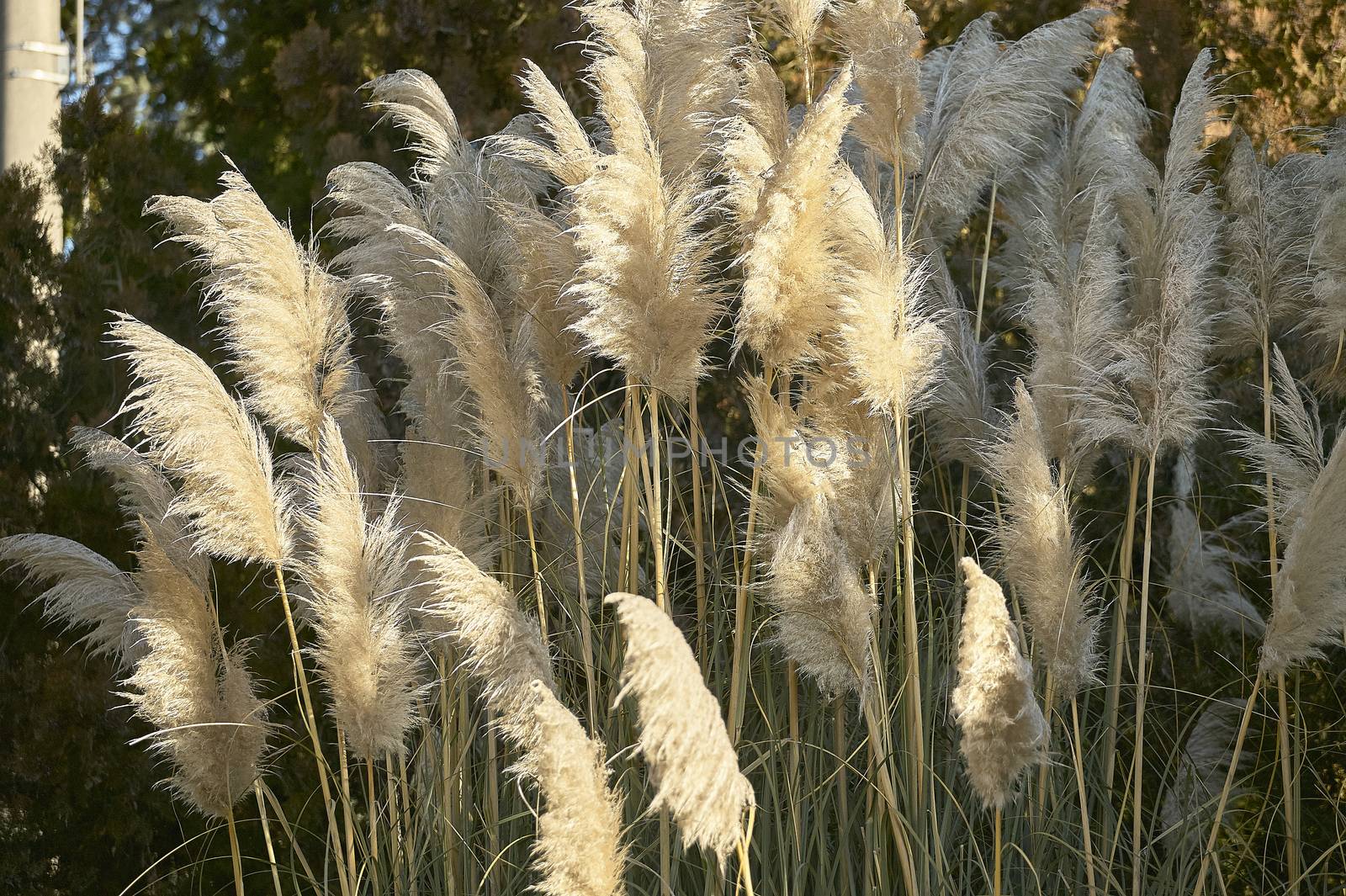 The grass of the pampas  by pippocarlot