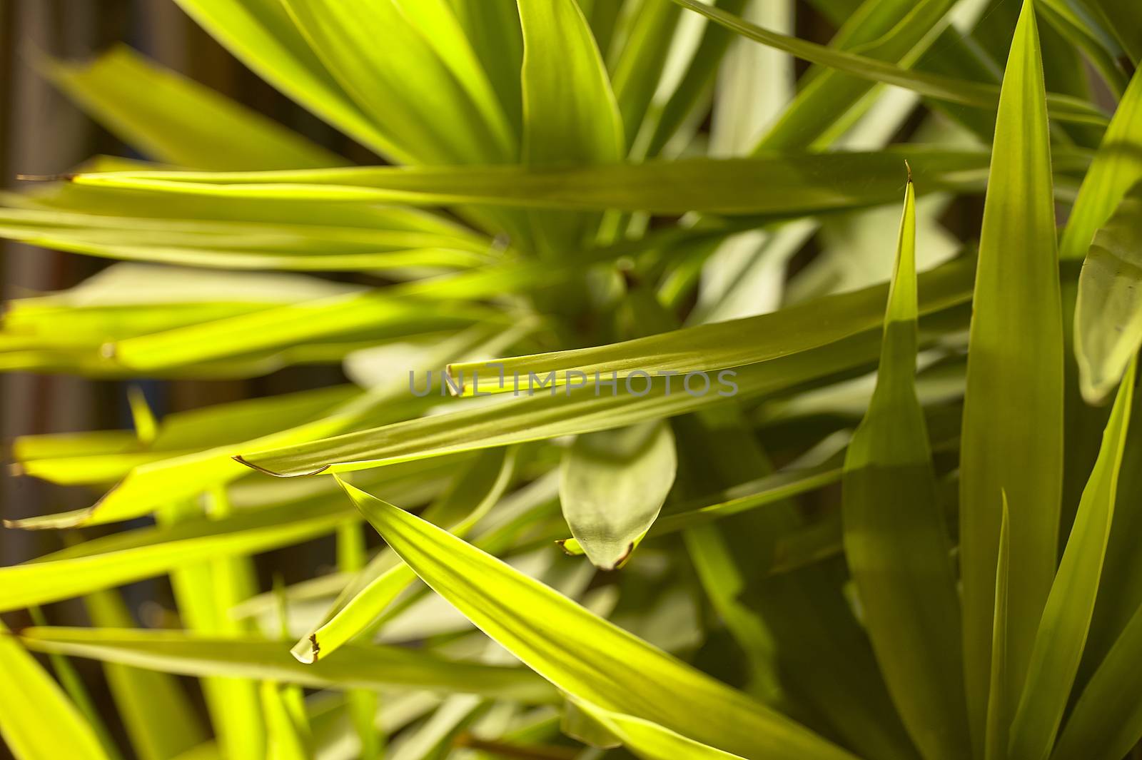 Light green leaves by pippocarlot