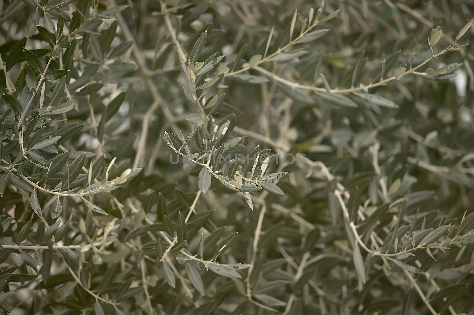 Detail of some branches and leaves of the olive tree plant.