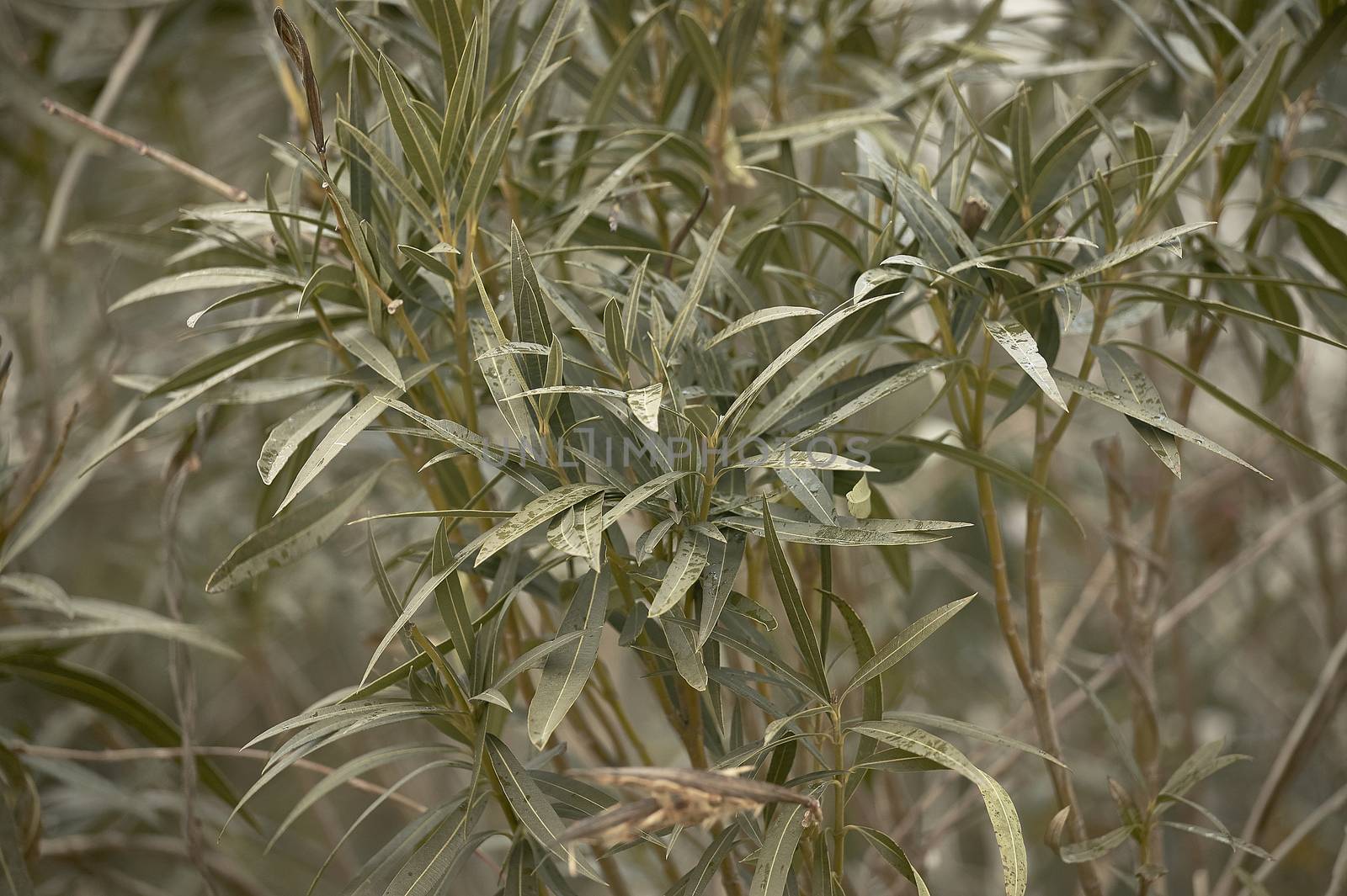 The oleander plant. by pippocarlot