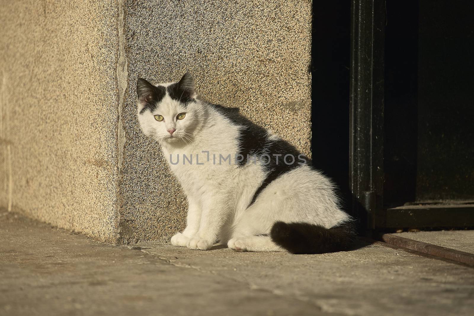 Small black and white cat sitting in the sun. by pippocarlot