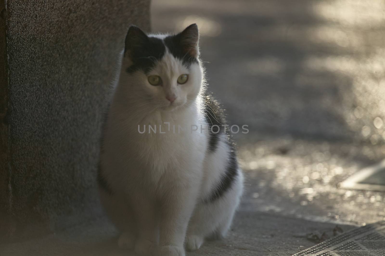 Portrait of a small black and white kitten while sitting in front of the house door.