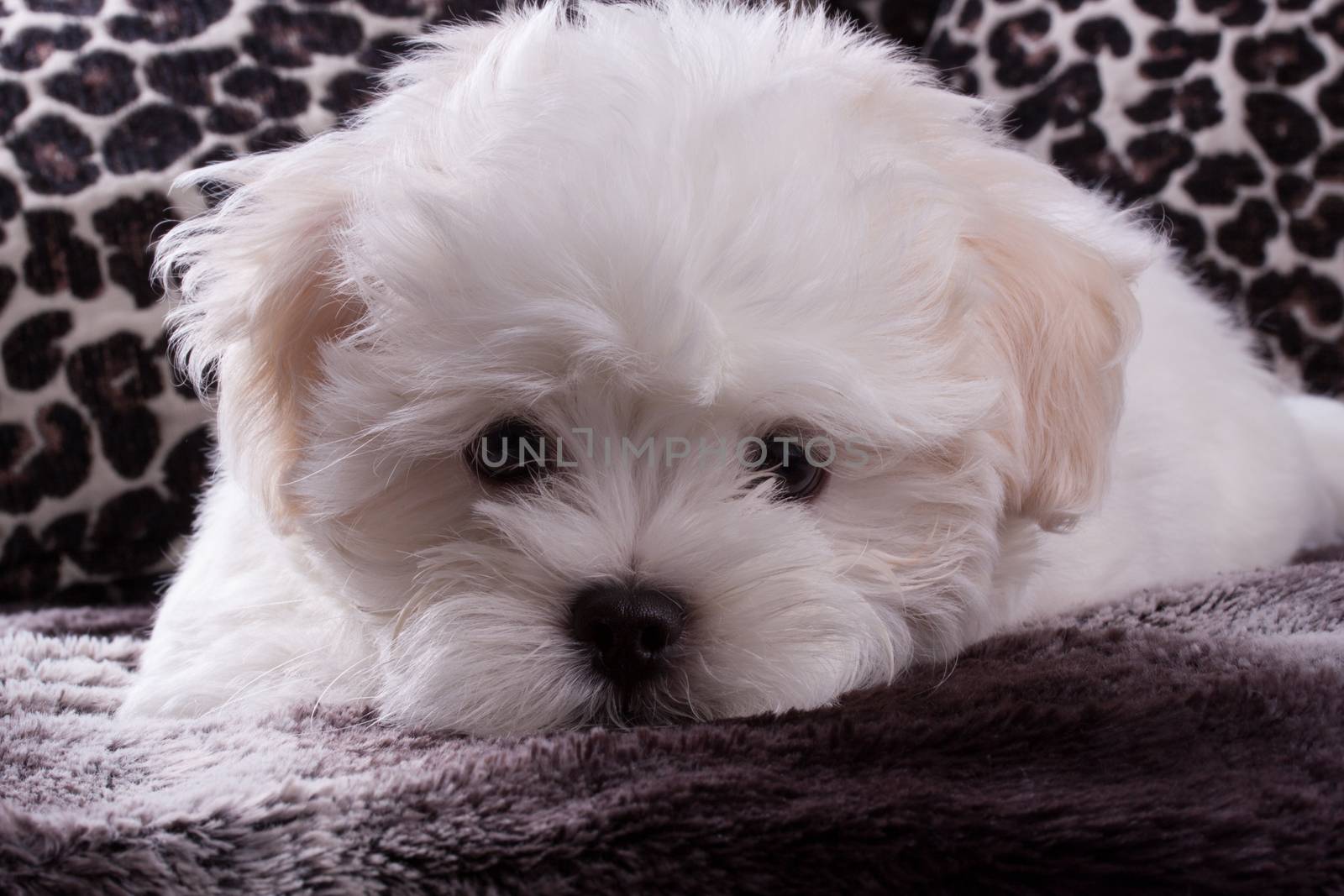 Adorable two months white Shih tzu puppy by lanalanglois