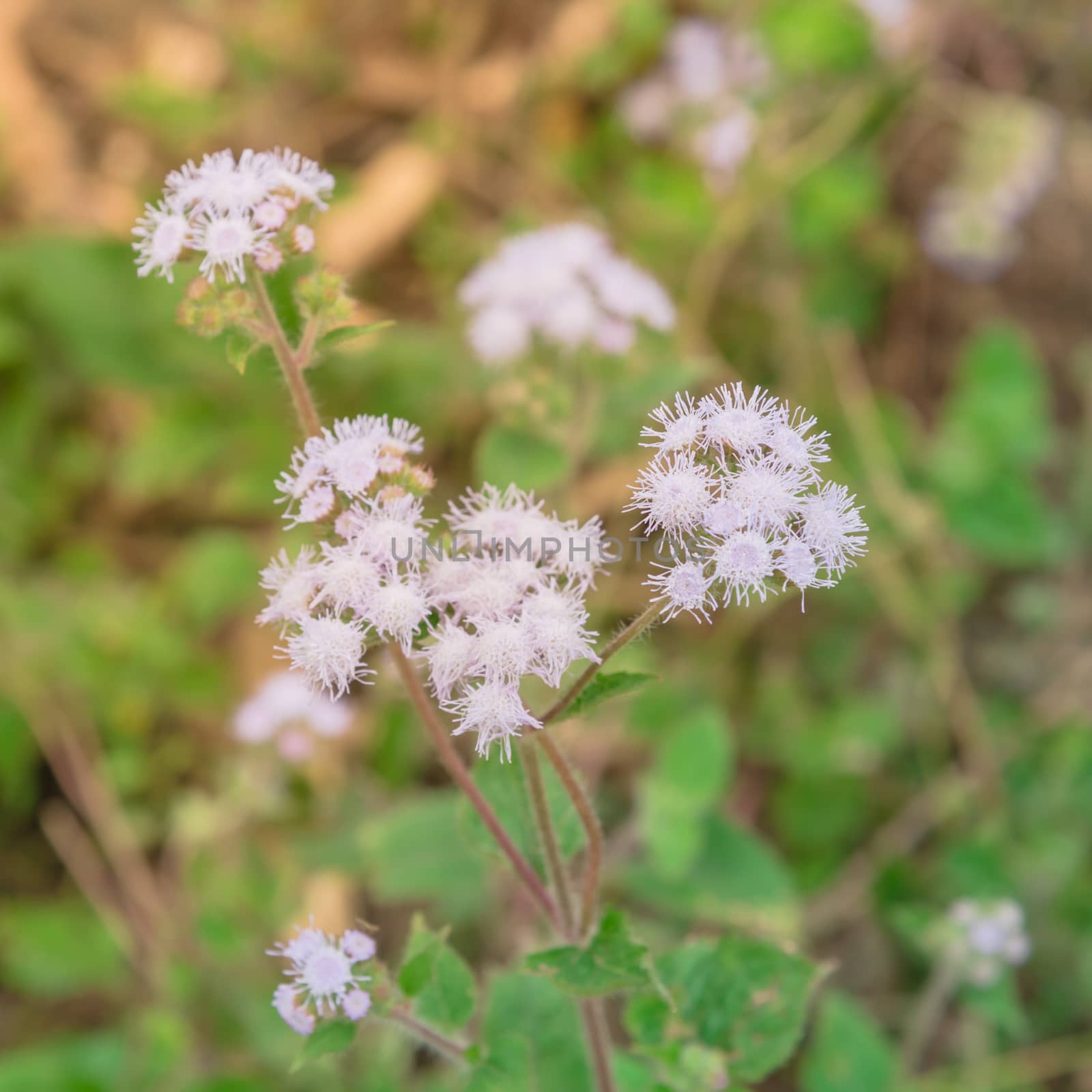Blooming bush of Ageratum conyzoides cut lon flowers at springtime in Vietnam by trongnguyen