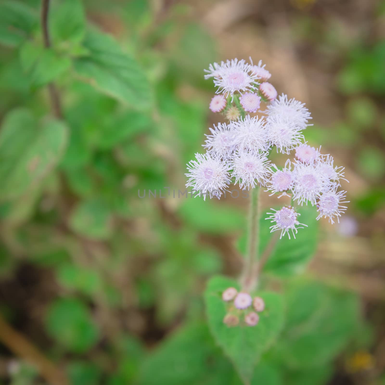 Selective focus blossom Ageratum conyzoides flower in rural area of North Vietnam. Beauty flower with mauve color and a white frame. In Vietnamese, the plant is called cut lon pig feces
