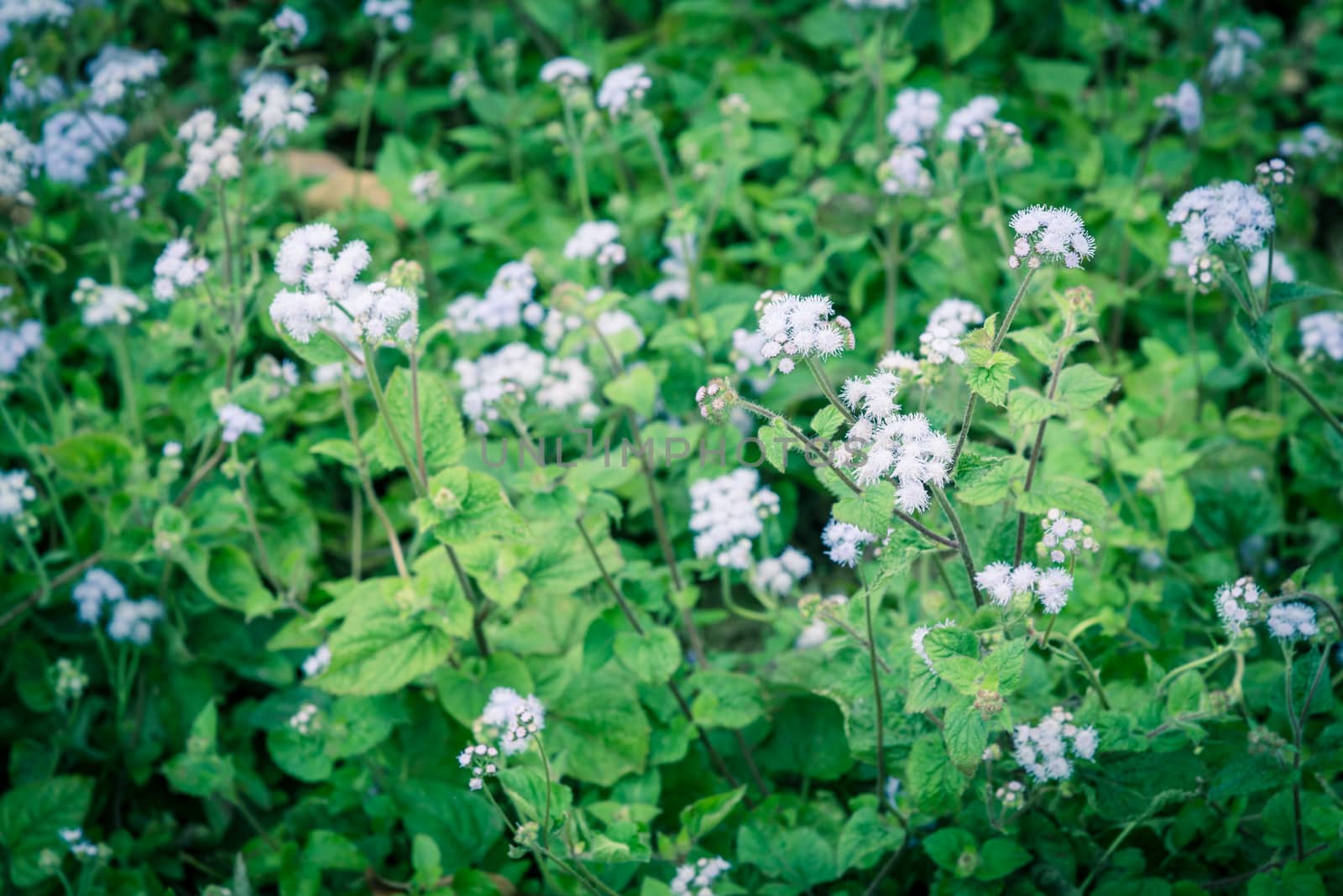 Vintage tone field of flowers Ageratum conyzoides blooming in rural area of North Vietnam. Beauty flower with mauve color and a white frame. In Vietnamese, the plant is called cut lon pig feces