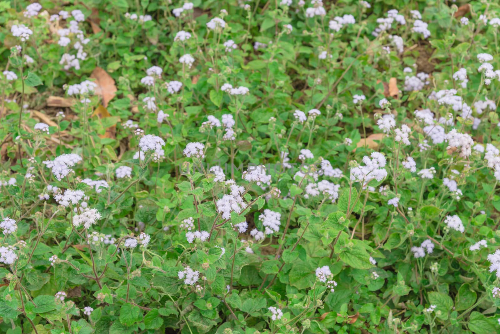 Field of flowers Ageratum conyzoides blooming in rural area of North Vietnam. Beauty flower with mauve color and a white frame. In Vietnamese, the plant is called cut lon pig feces
