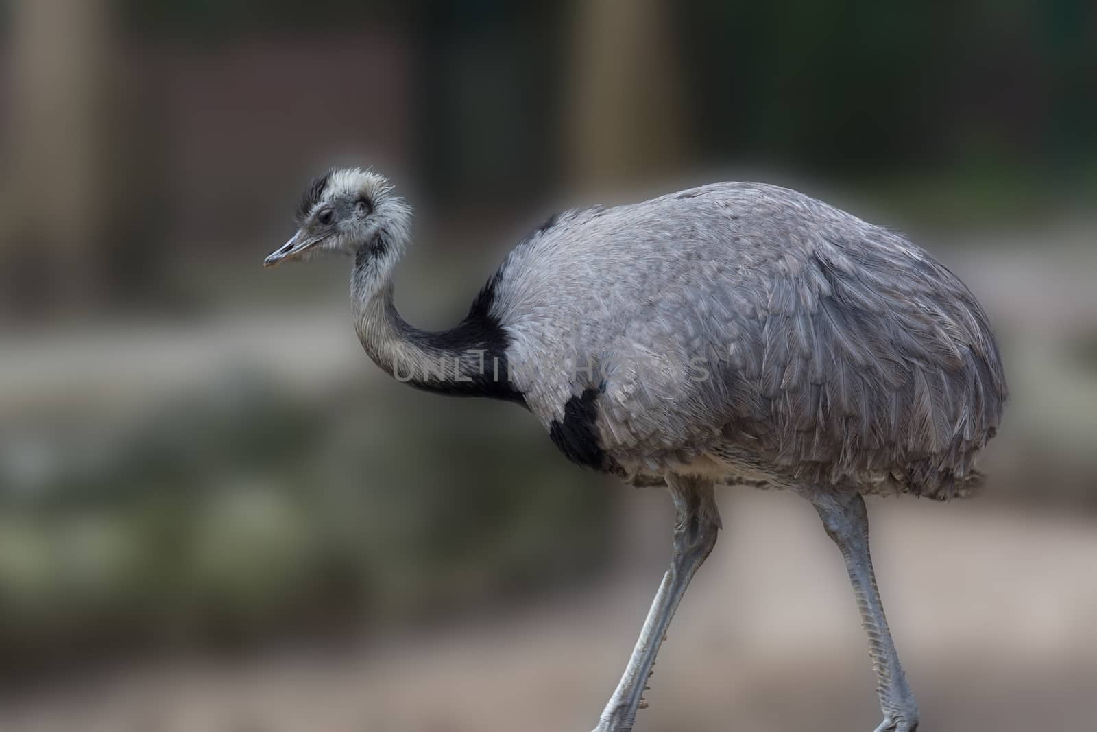 Big black ostrich. Close-up against the background of a green meadow.