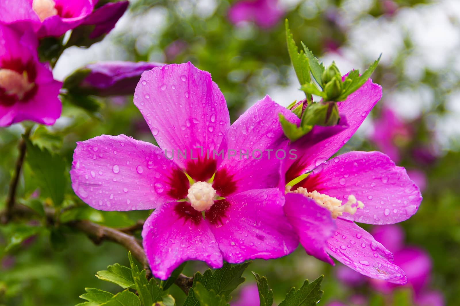 Hibiscus syriacus under the rain national flower of South Korea