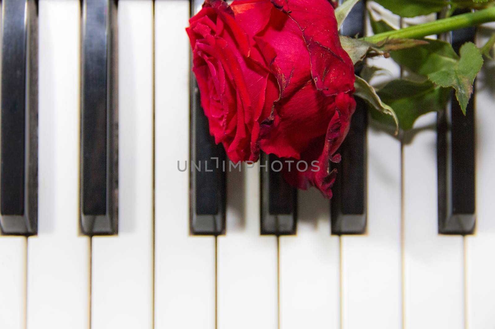 background of piano keys with a red rose by GabrielaBertolini
