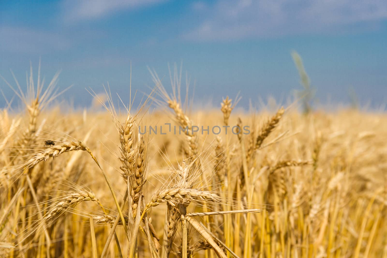 golden wheat by the sun in the field