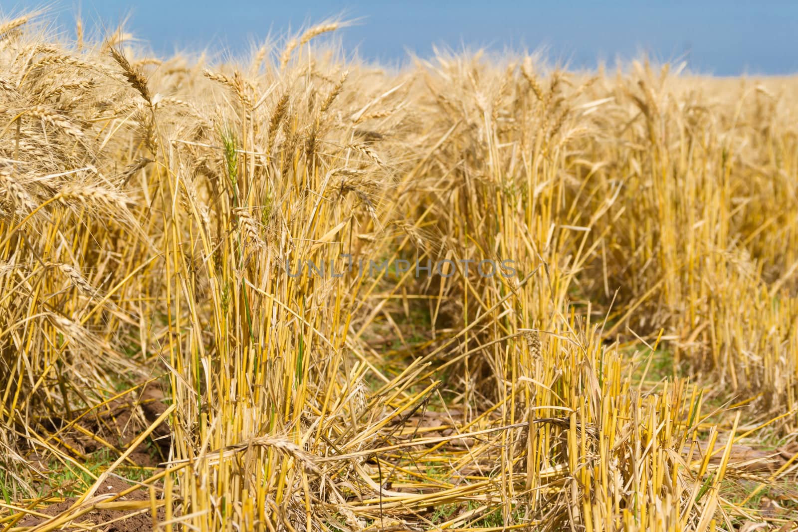 golden wheat by the sun in the field by GabrielaBertolini