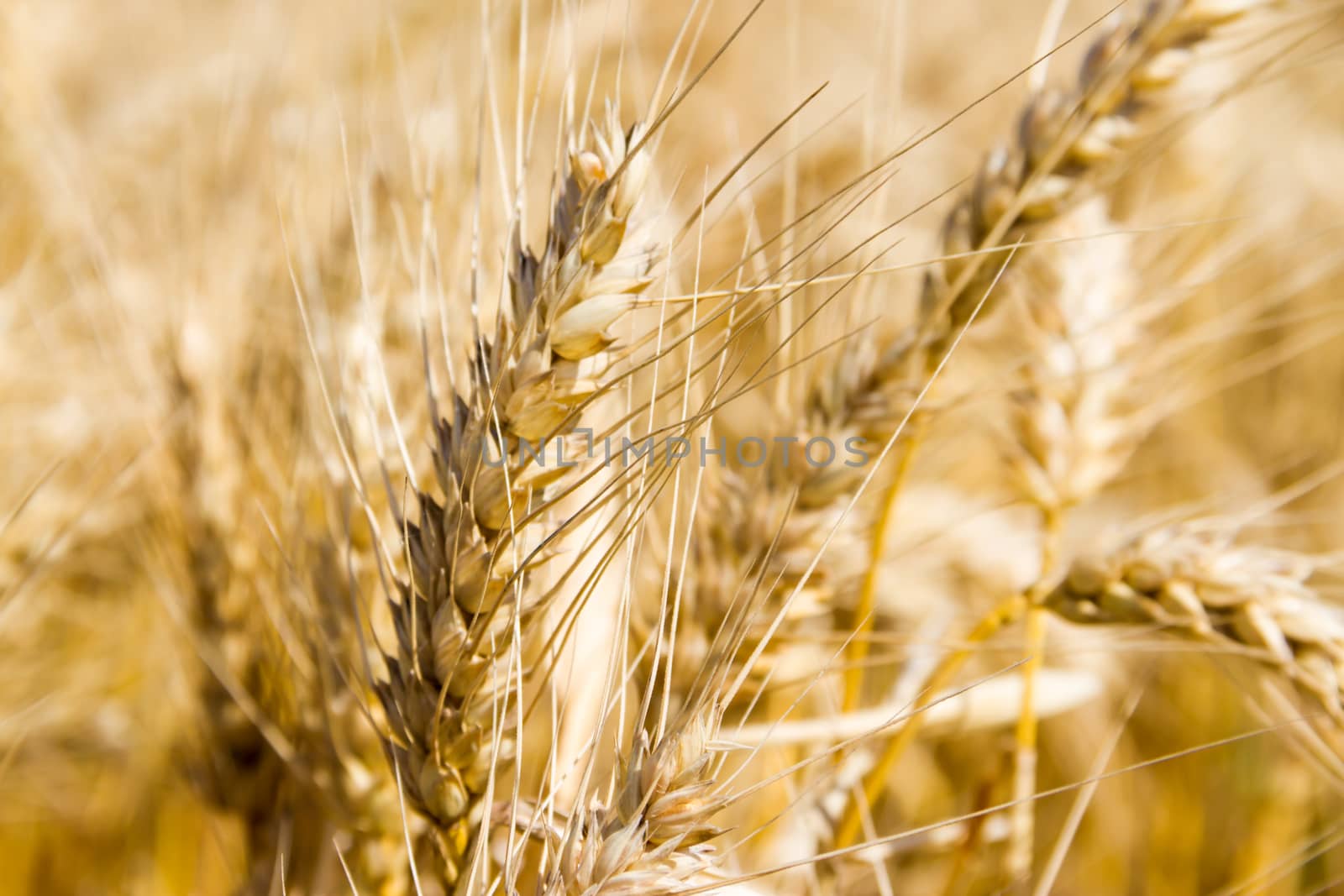 golden wheat by the sun in the field by GabrielaBertolini