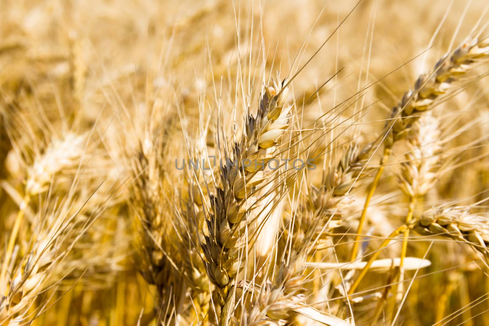 golden wheat by the sun in the field