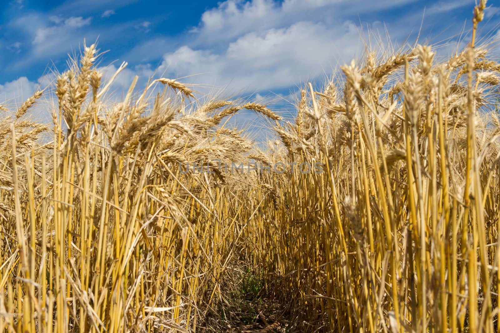 golden wheat by the sun in the field by GabrielaBertolini