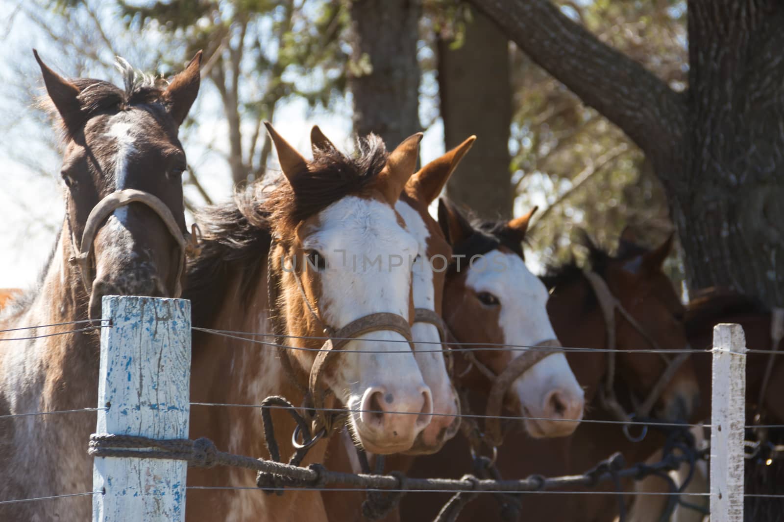 beautiful domestic horses in the Argentine countryside by GabrielaBertolini