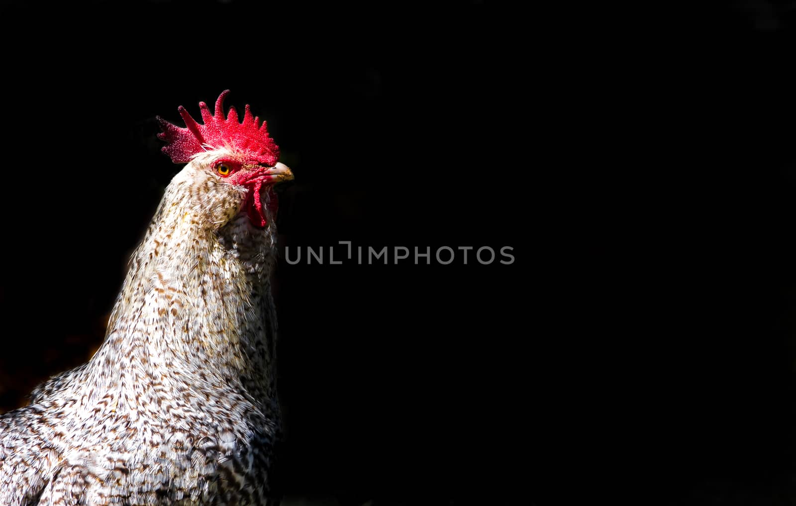 portrait of rooster isolated on black background with space for text