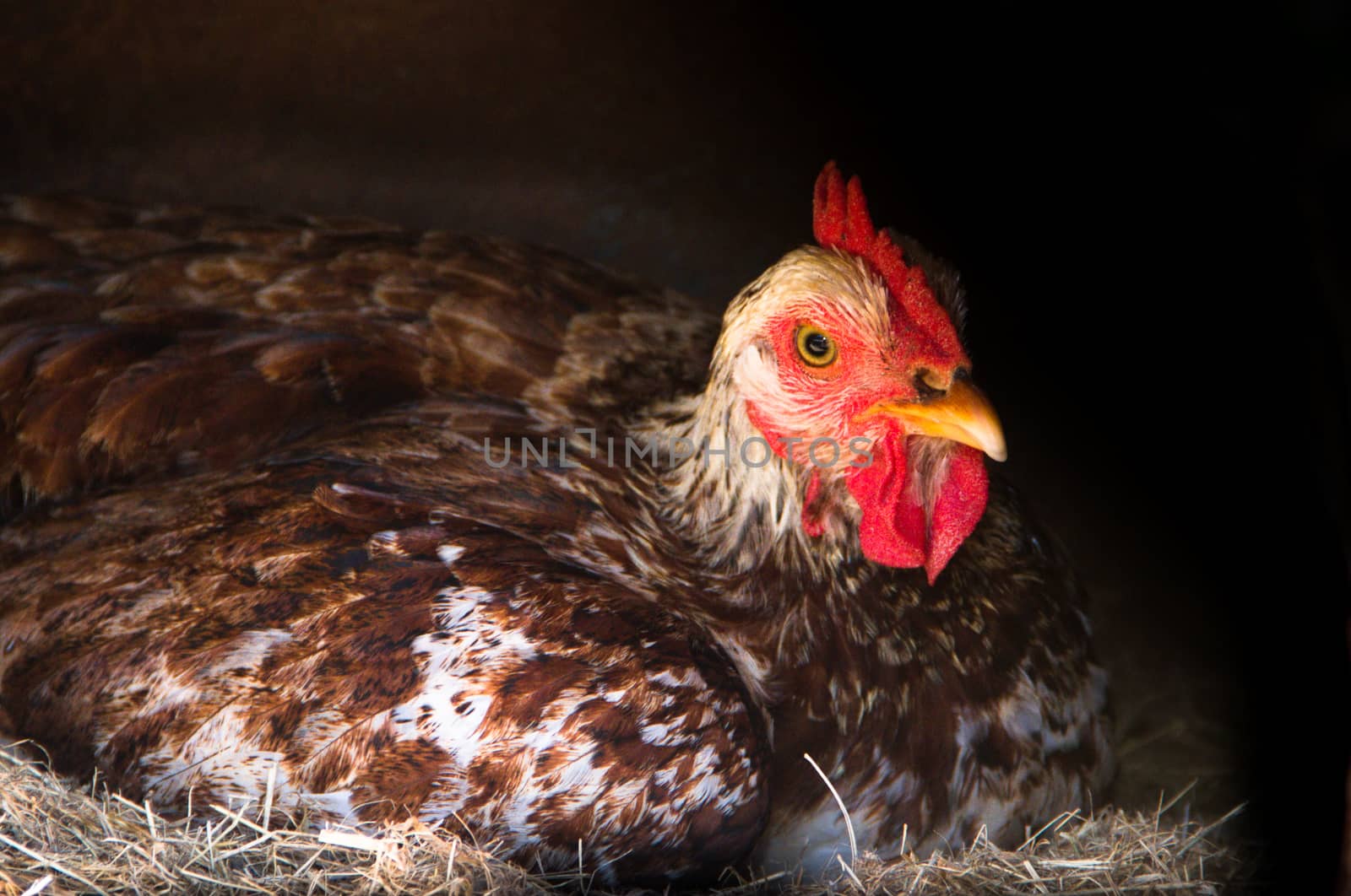 broody hen brooding in the nest of the farm by GabrielaBertolini
