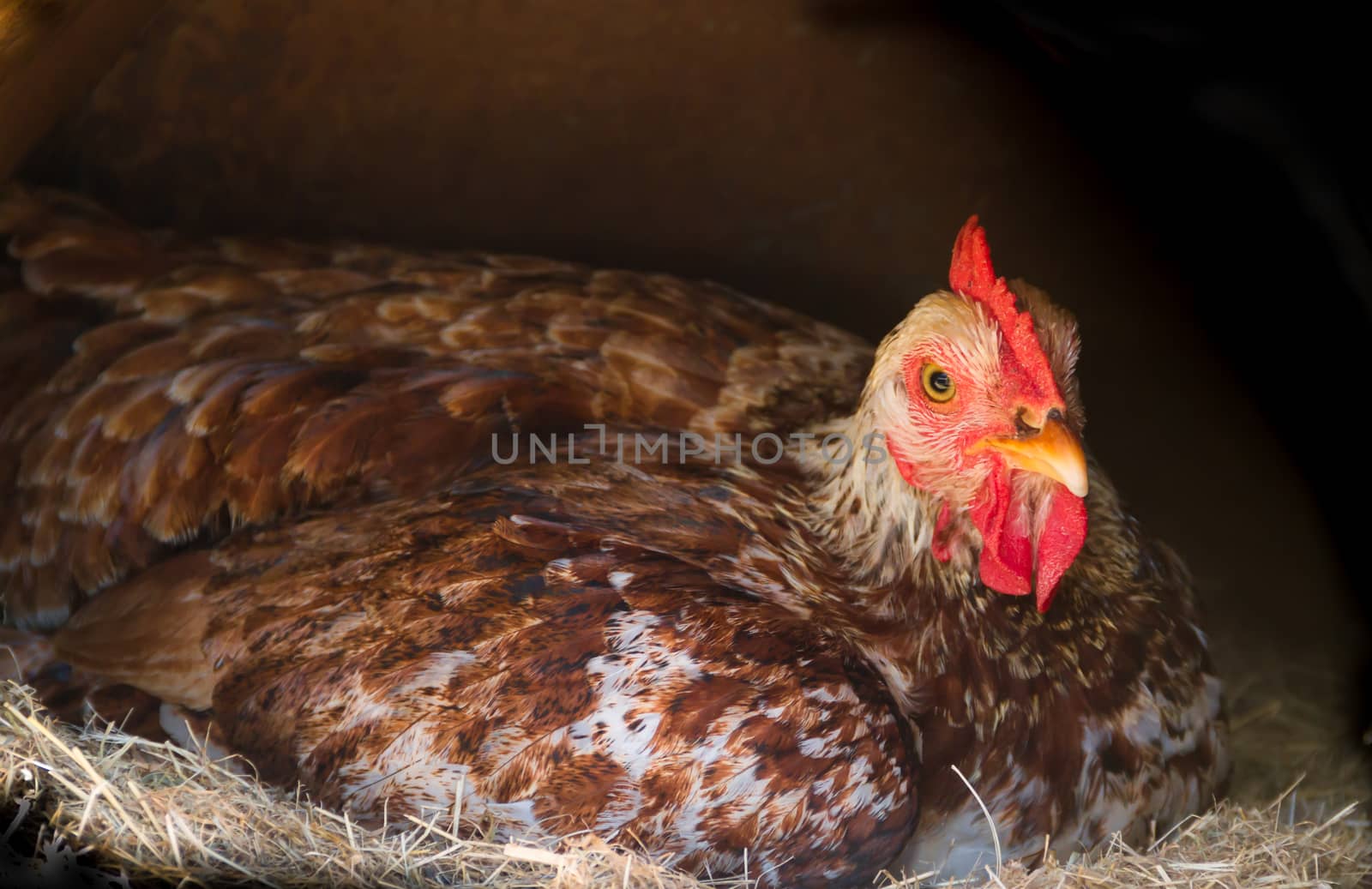 broody hen brooding in the nest of the farm by GabrielaBertolini