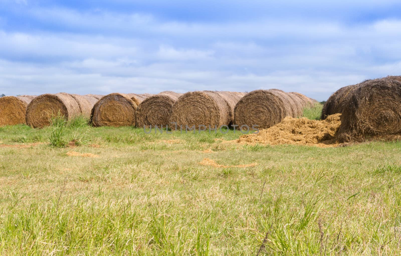 landscape with rolls of alfalfa in the field by GabrielaBertolini
