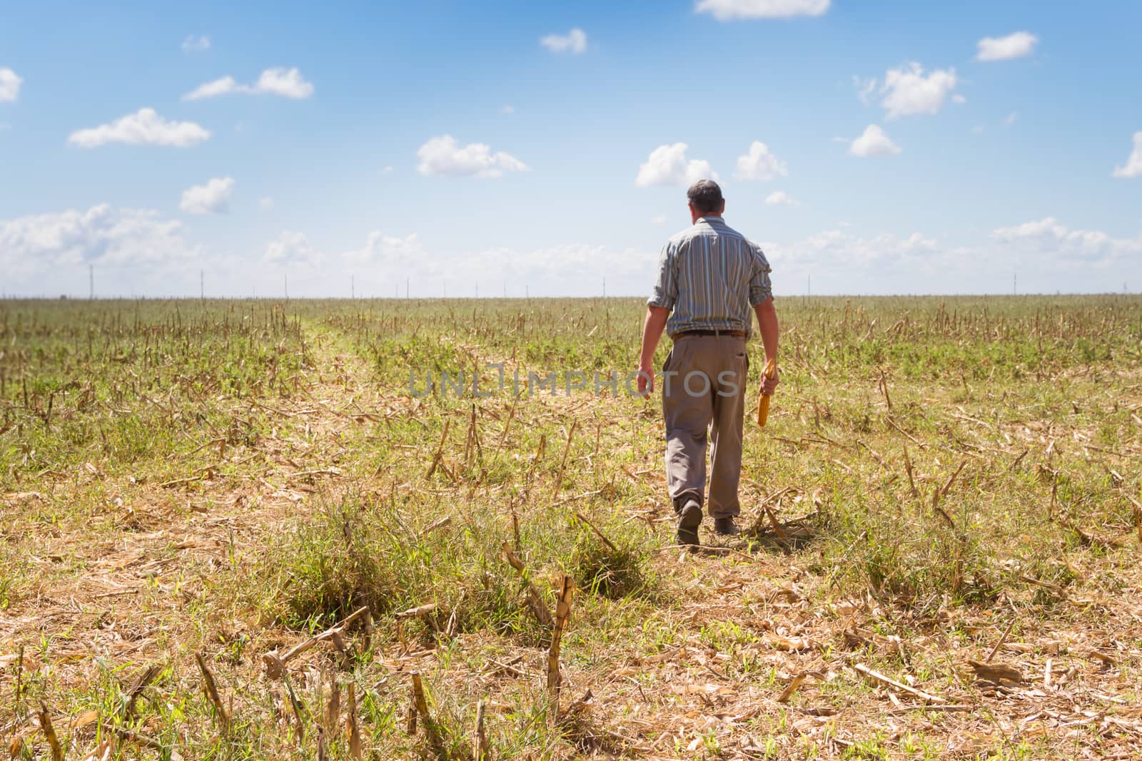 country man in the stubble of the corn crop