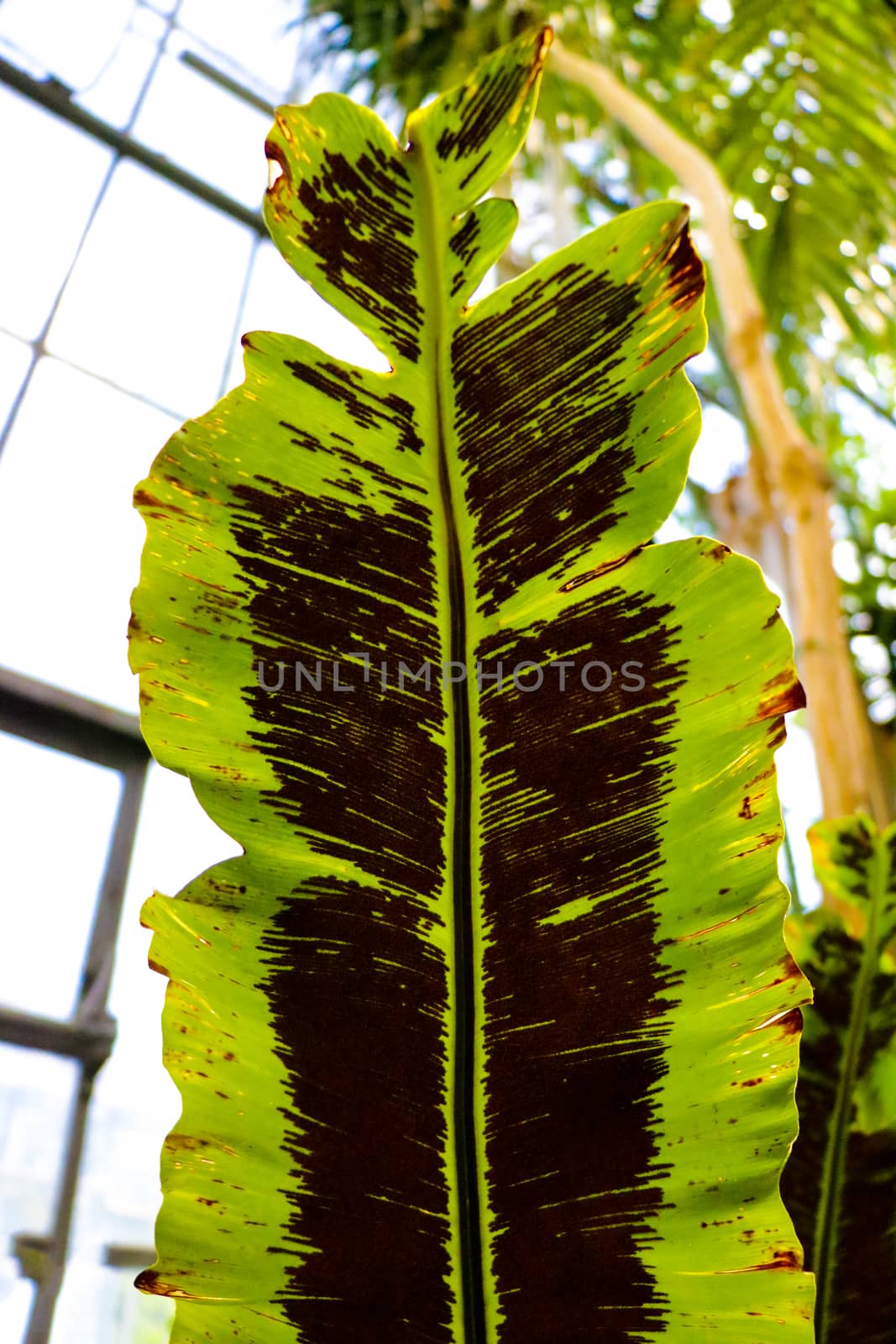 fern on a green background