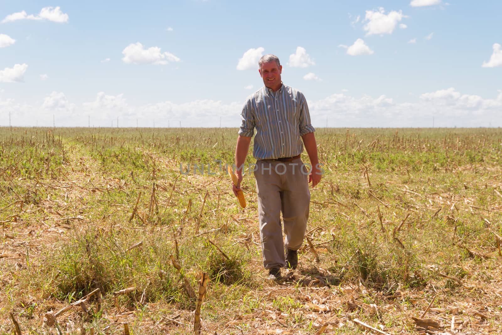 country man in the stubble of the corn crop