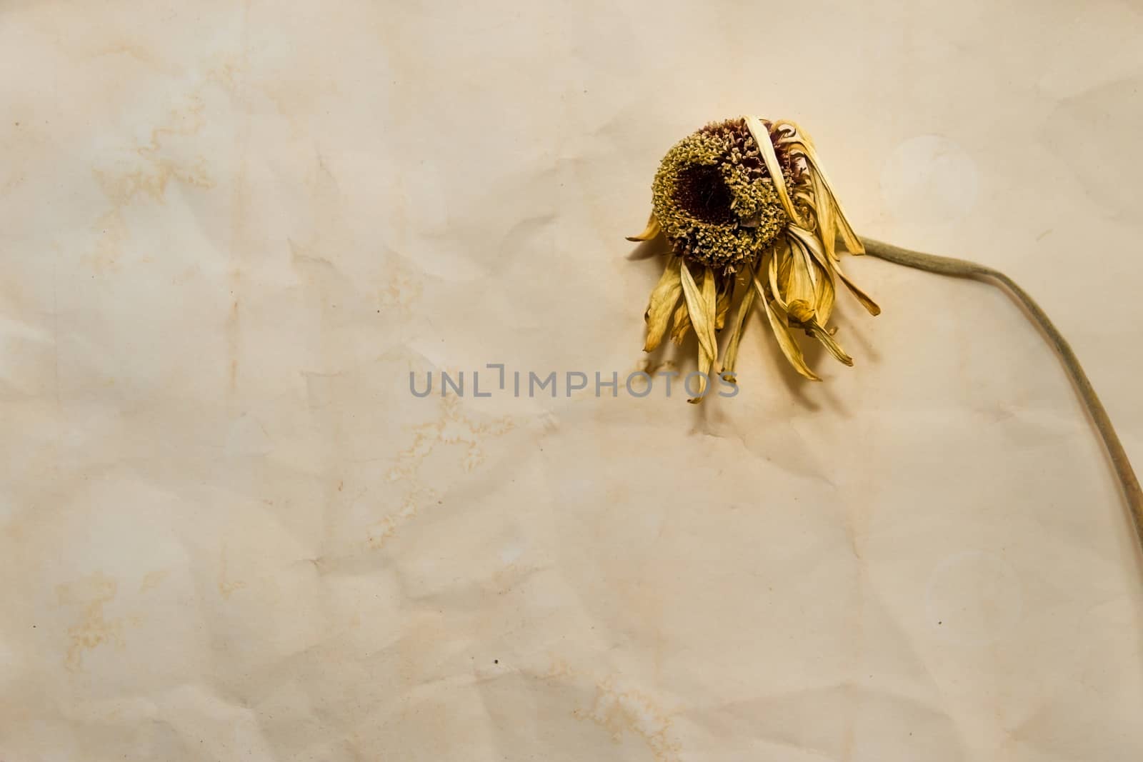 concept of passing time with wilted flowers on old papers by GabrielaBertolini