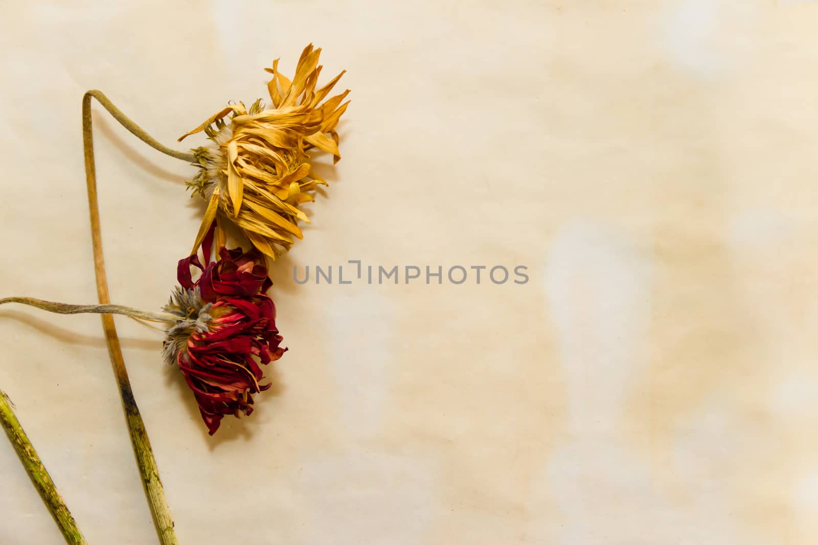 concept of passing time with wilted flowers on old papers