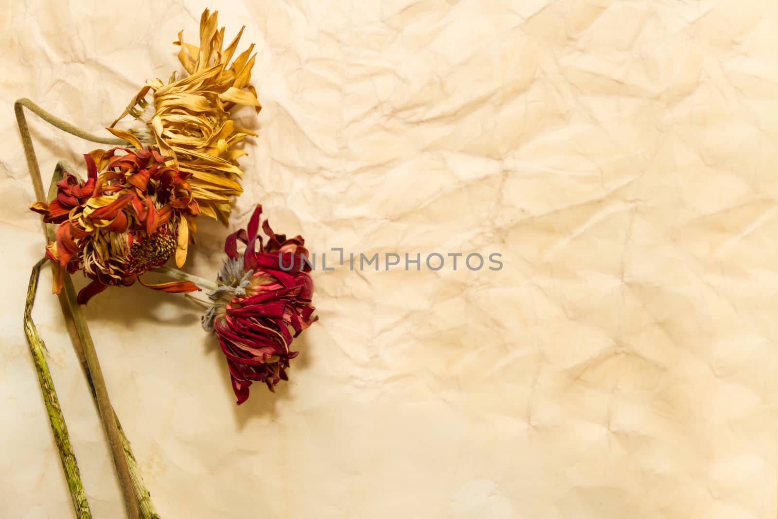 concept of passing time with wilted flowers on old papers by GabrielaBertolini