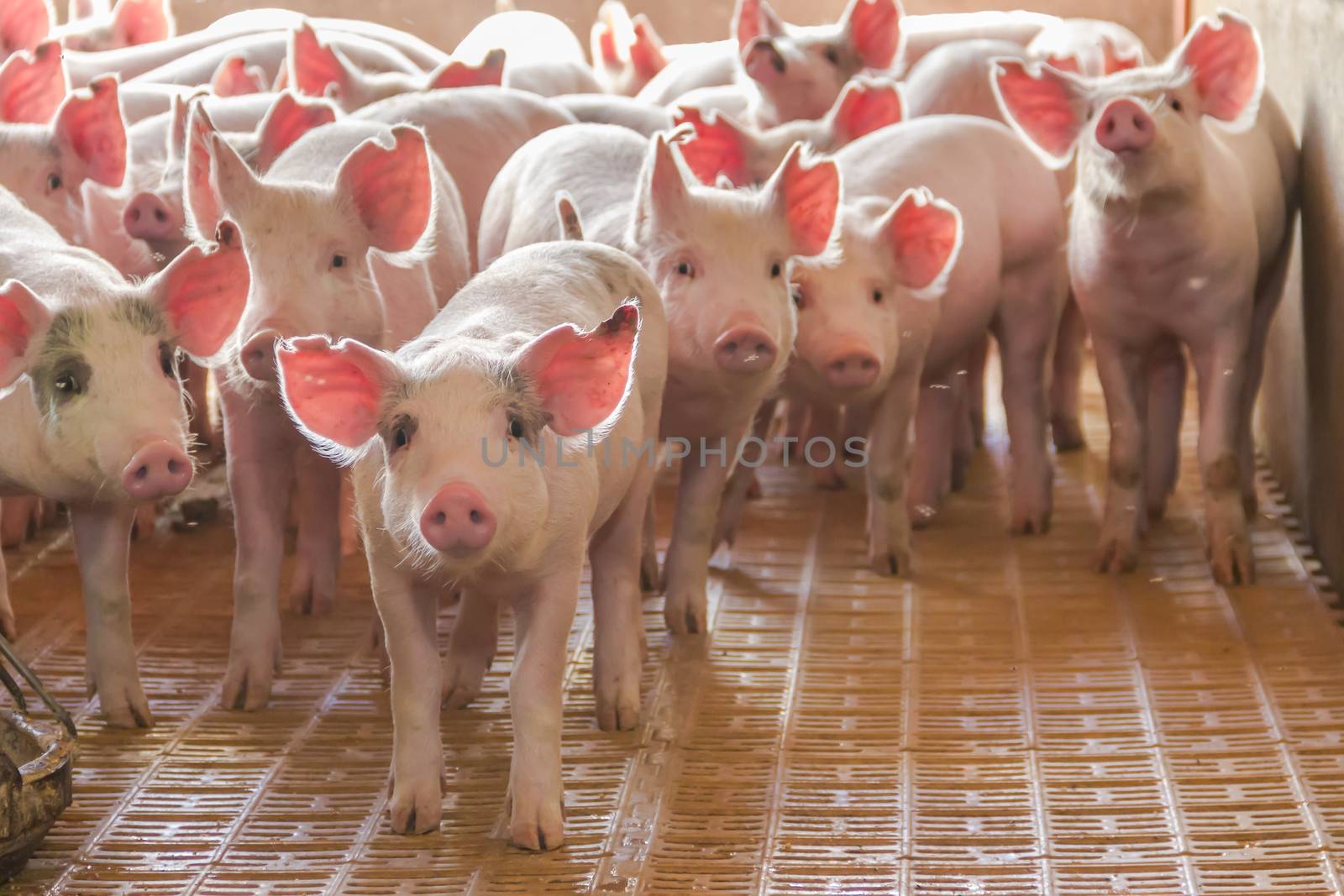industrial pigs hatchery to consume its meat by GabrielaBertolini
