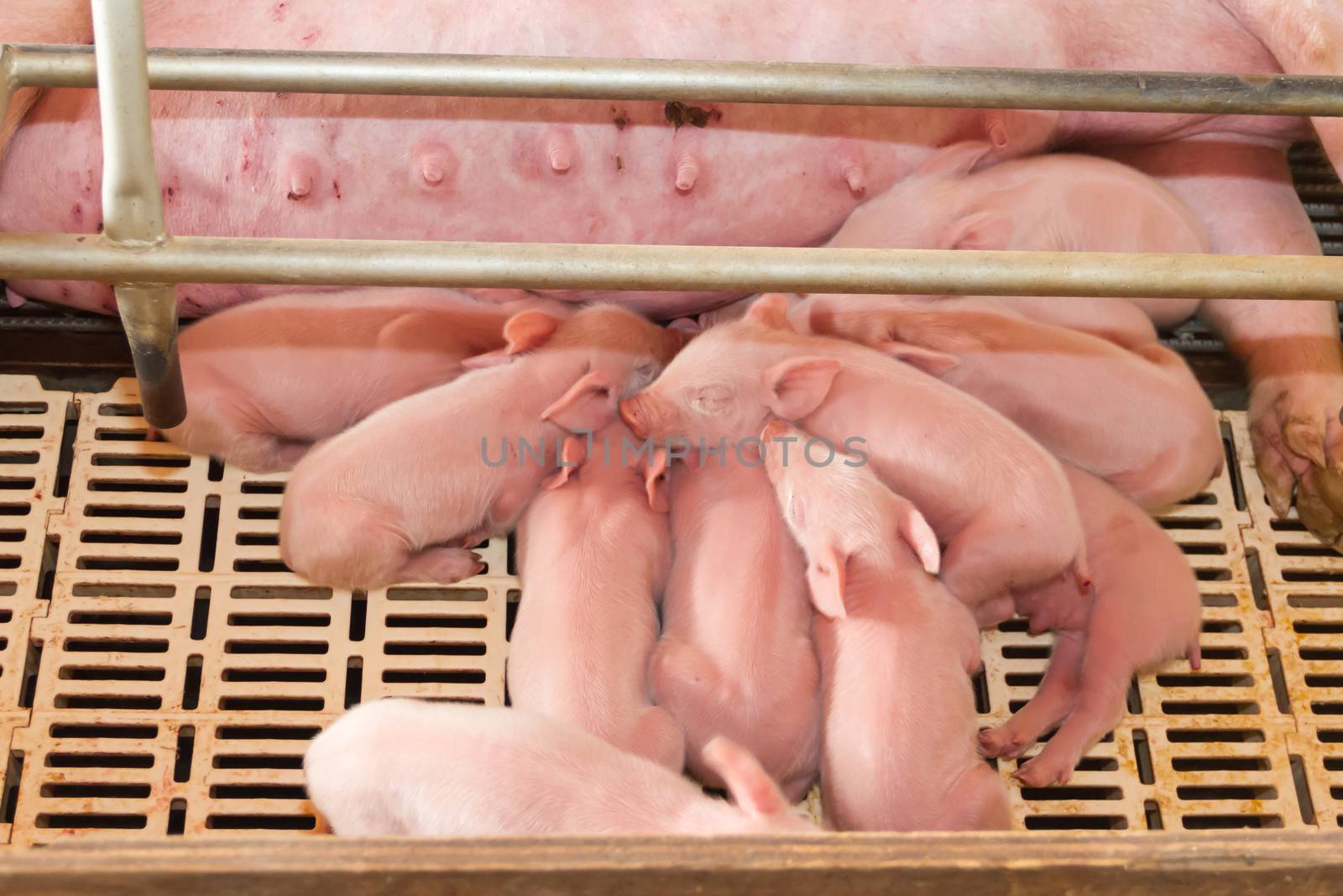 industrial pigs hatchery to consume its meat by GabrielaBertolini