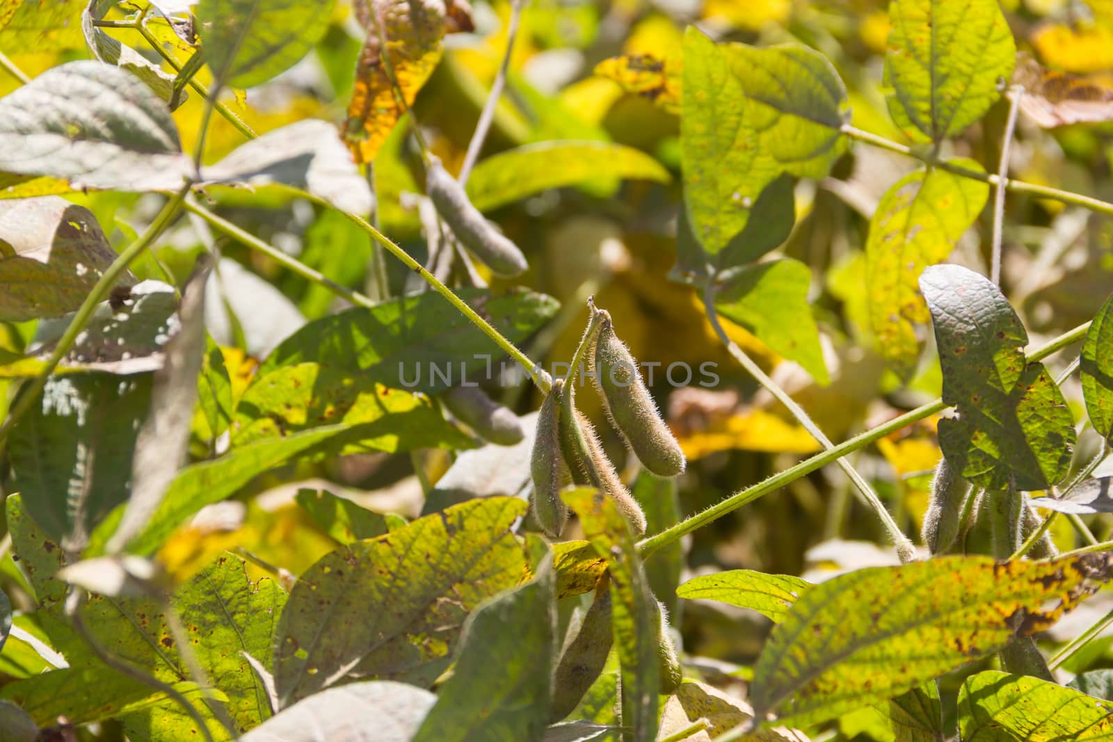 close up view of soy beans on plants by GabrielaBertolini