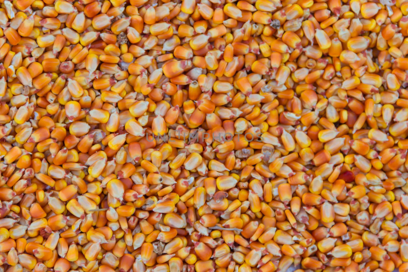 background with texture of corn grains and place for text