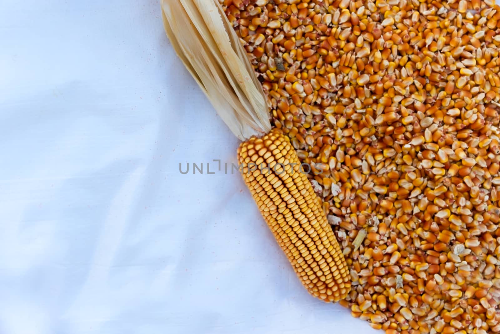 background with texture of corn grains and place for text by GabrielaBertolini