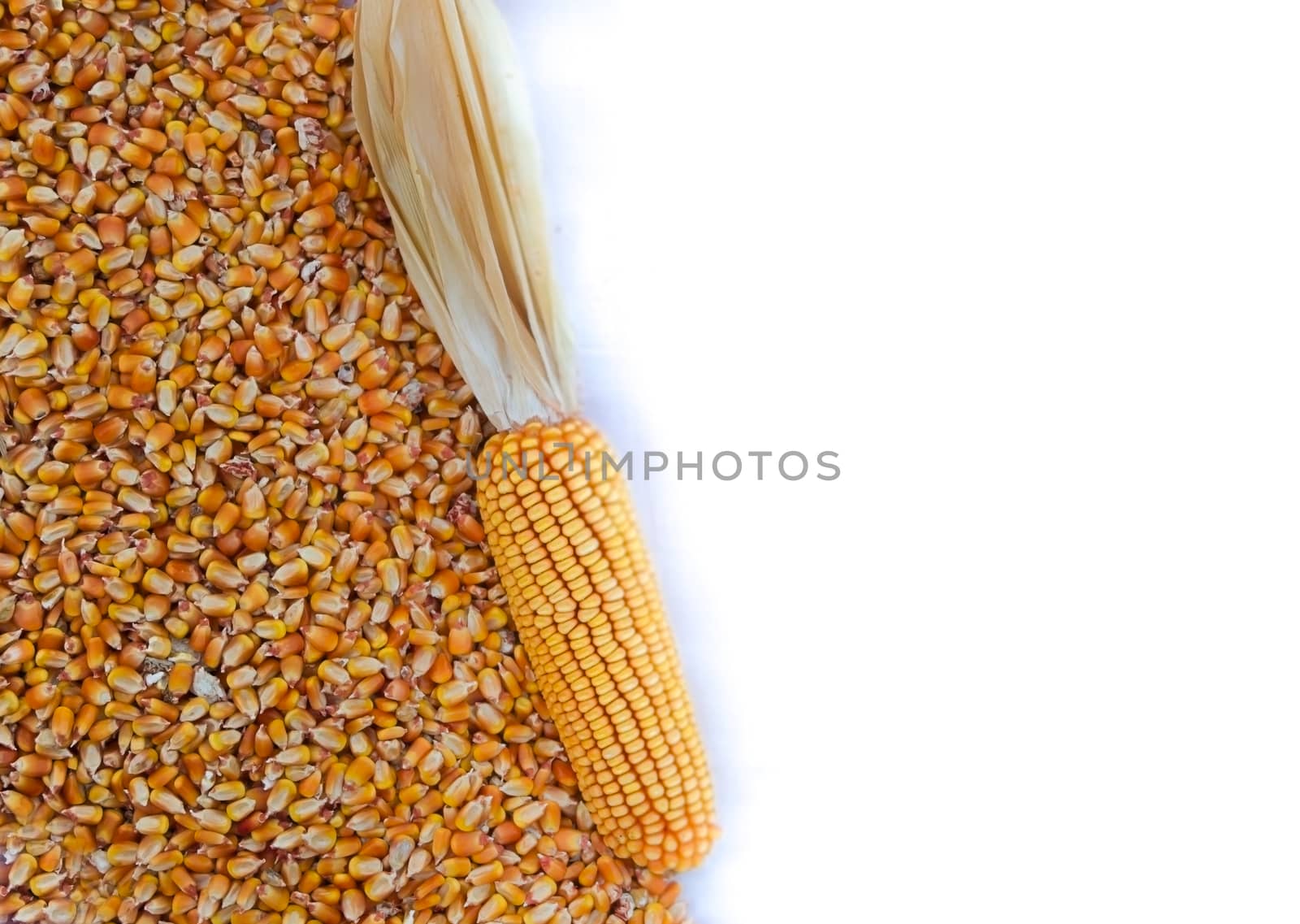 background with texture of corn grains and place for text