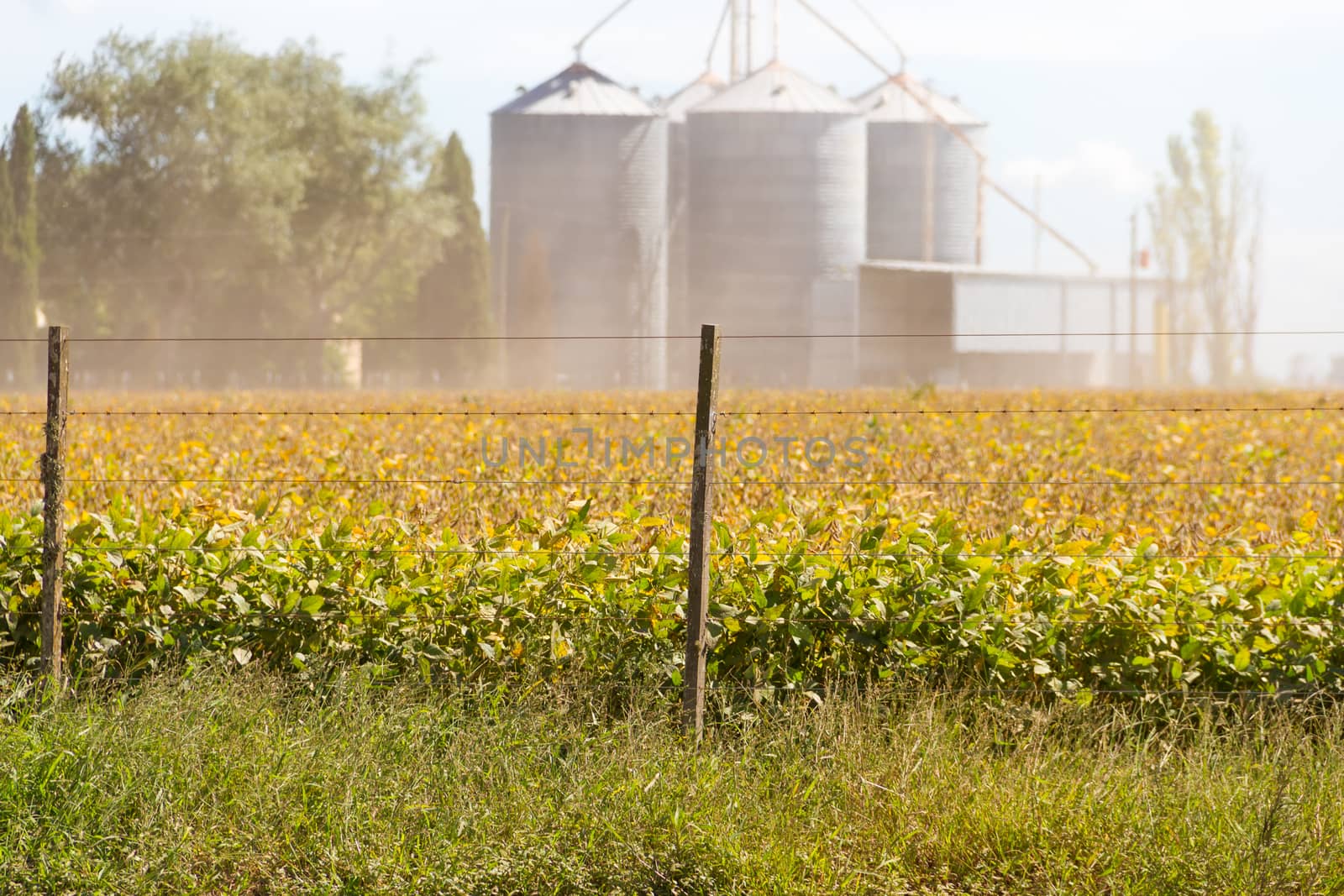 Soybean plantation in the field with defocused silos in the background by GabrielaBertolini