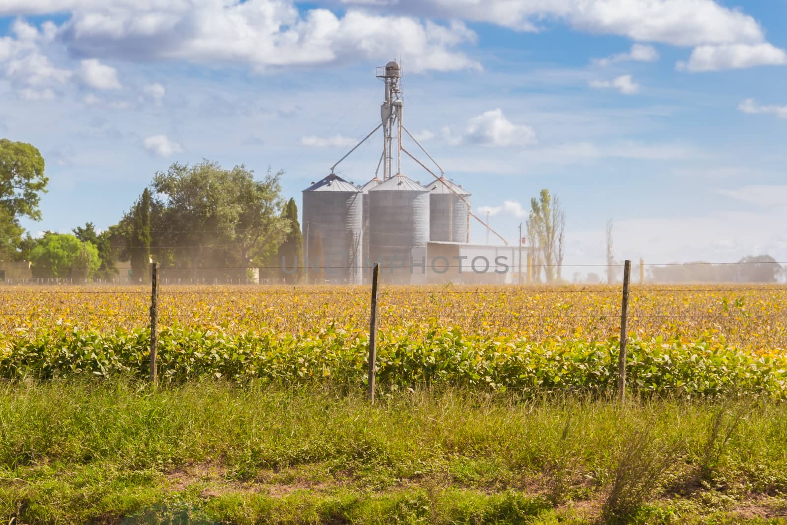 Soybean plantation in the field with defocused silos in the background by GabrielaBertolini