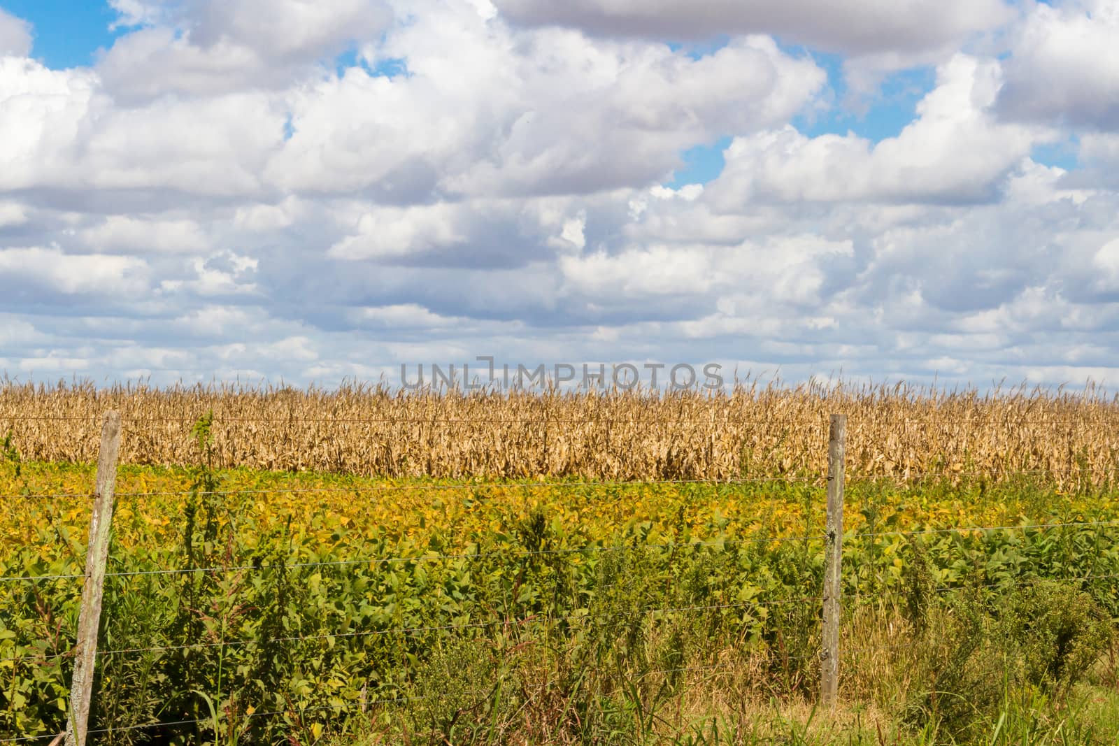 field plated with soybeans and corn ready to harvest by GabrielaBertolini