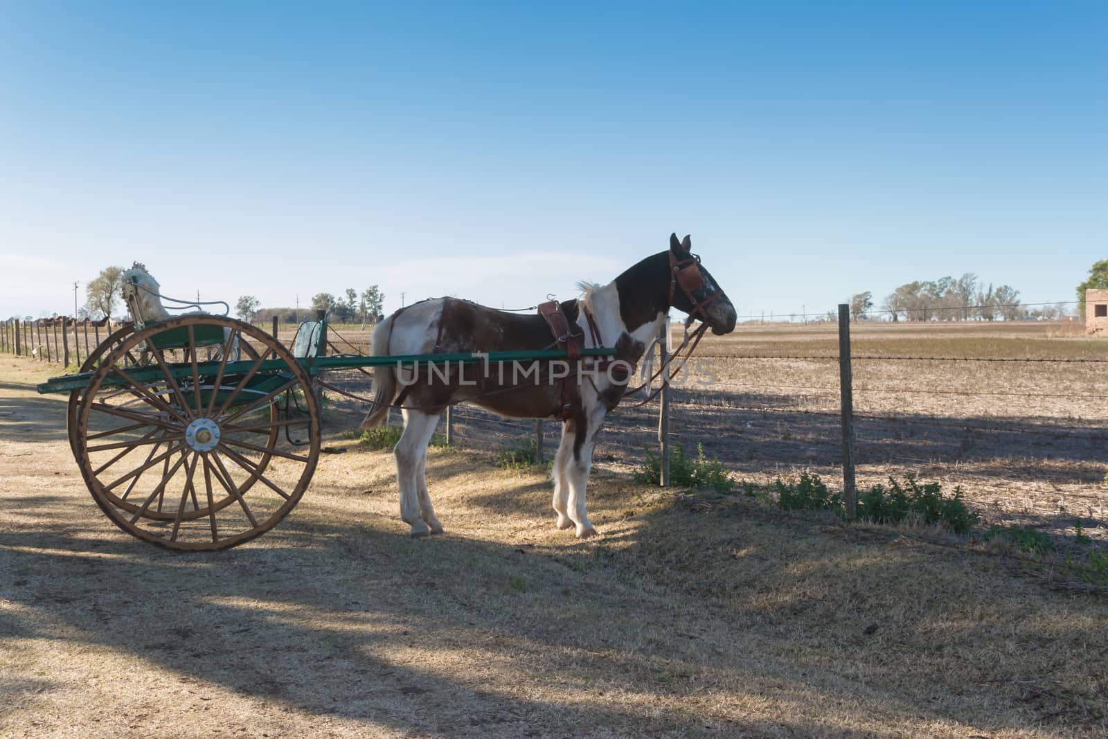 horse with sulky in the pampa argentina