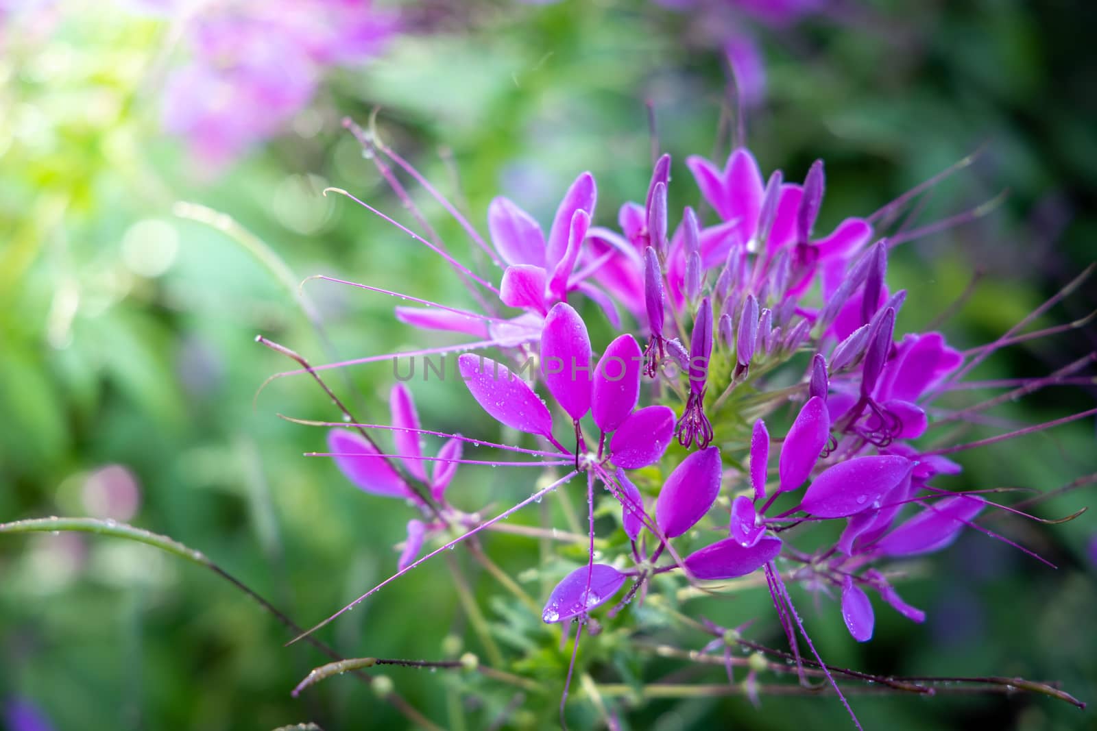 The background image of the colorful flowers, background nature