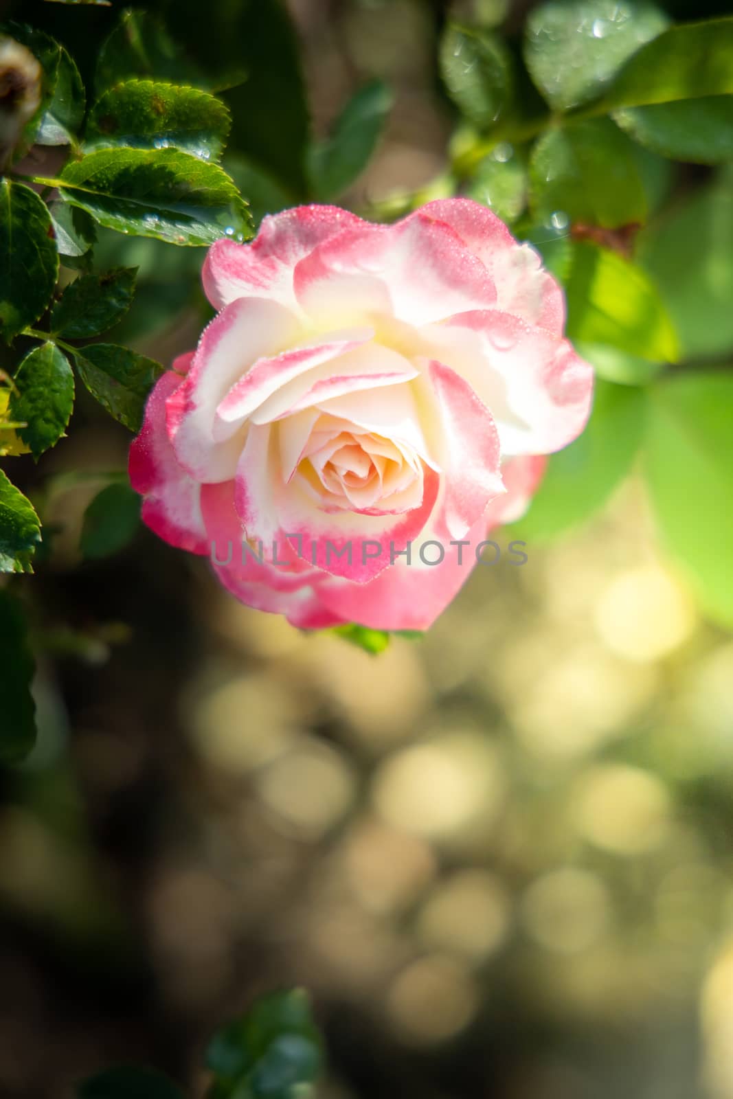 Roses in the garden, Roses are beautiful with a beautiful sunny day.