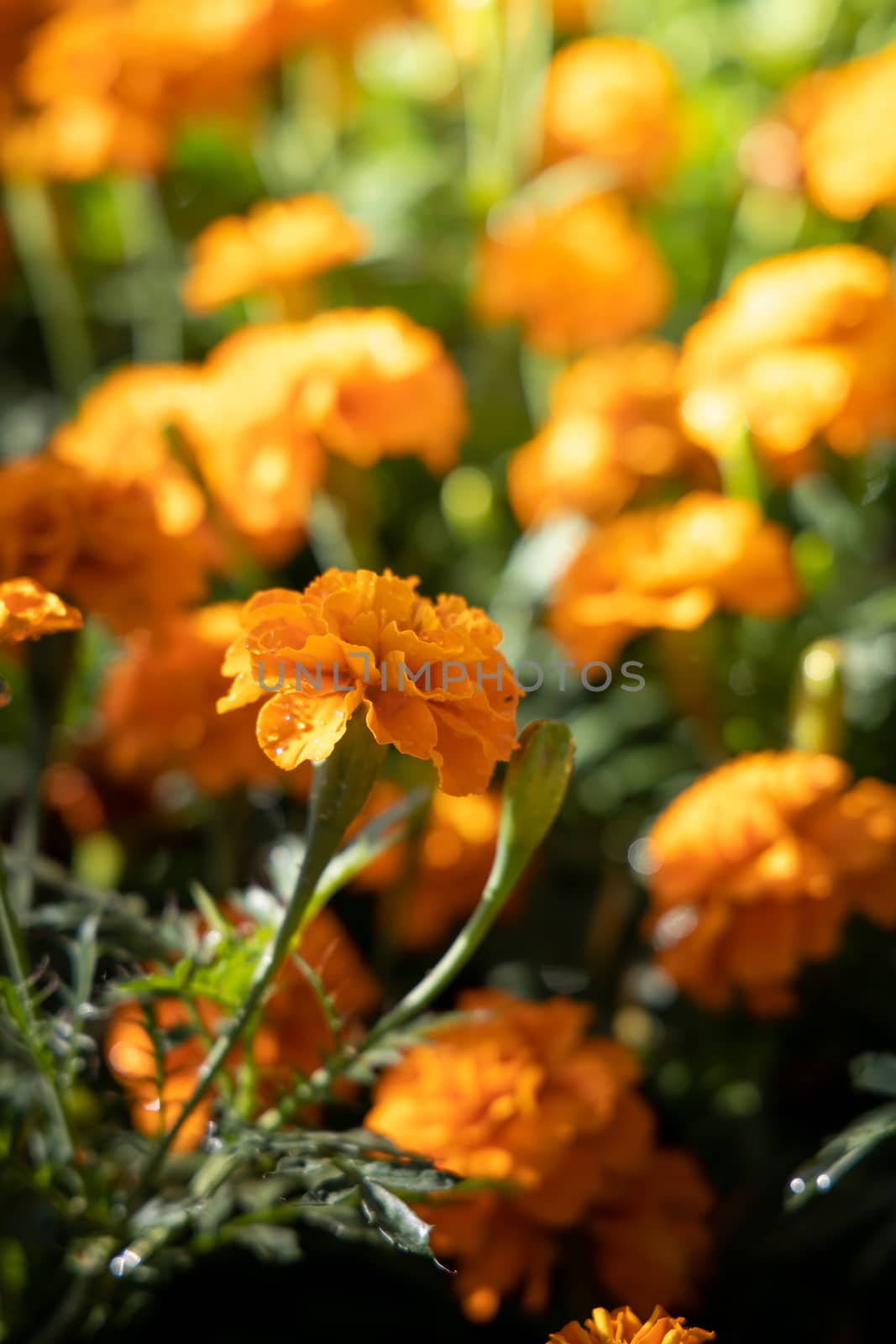 The background image of the colorful flowers, background nature