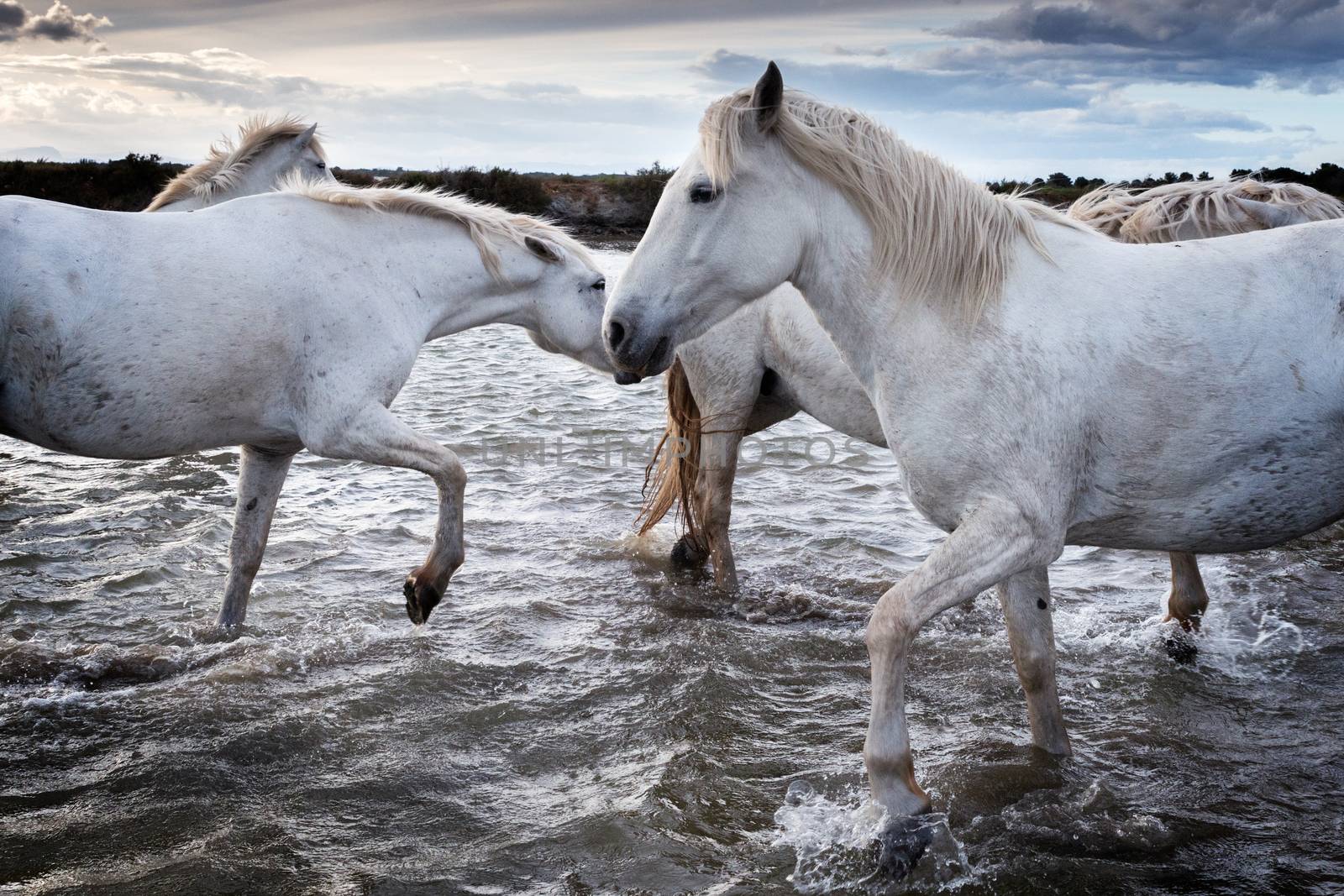 White horses are playing in the water in Camargue, France.