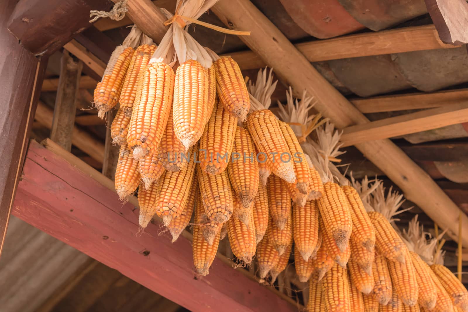 Strings of dried corn on cob hanging from rafters of local timber home in North Vietnam. Peeled organic corn drying inside a barn outbuilding at rural village
