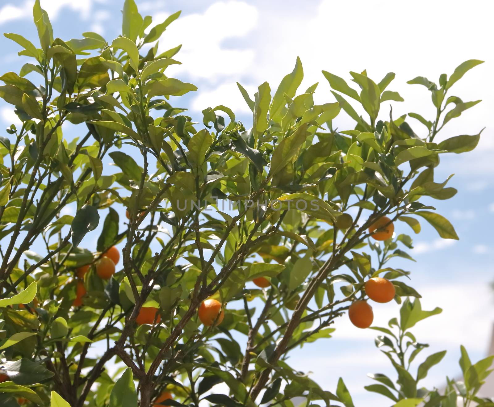 Cunquat fruits on the tree