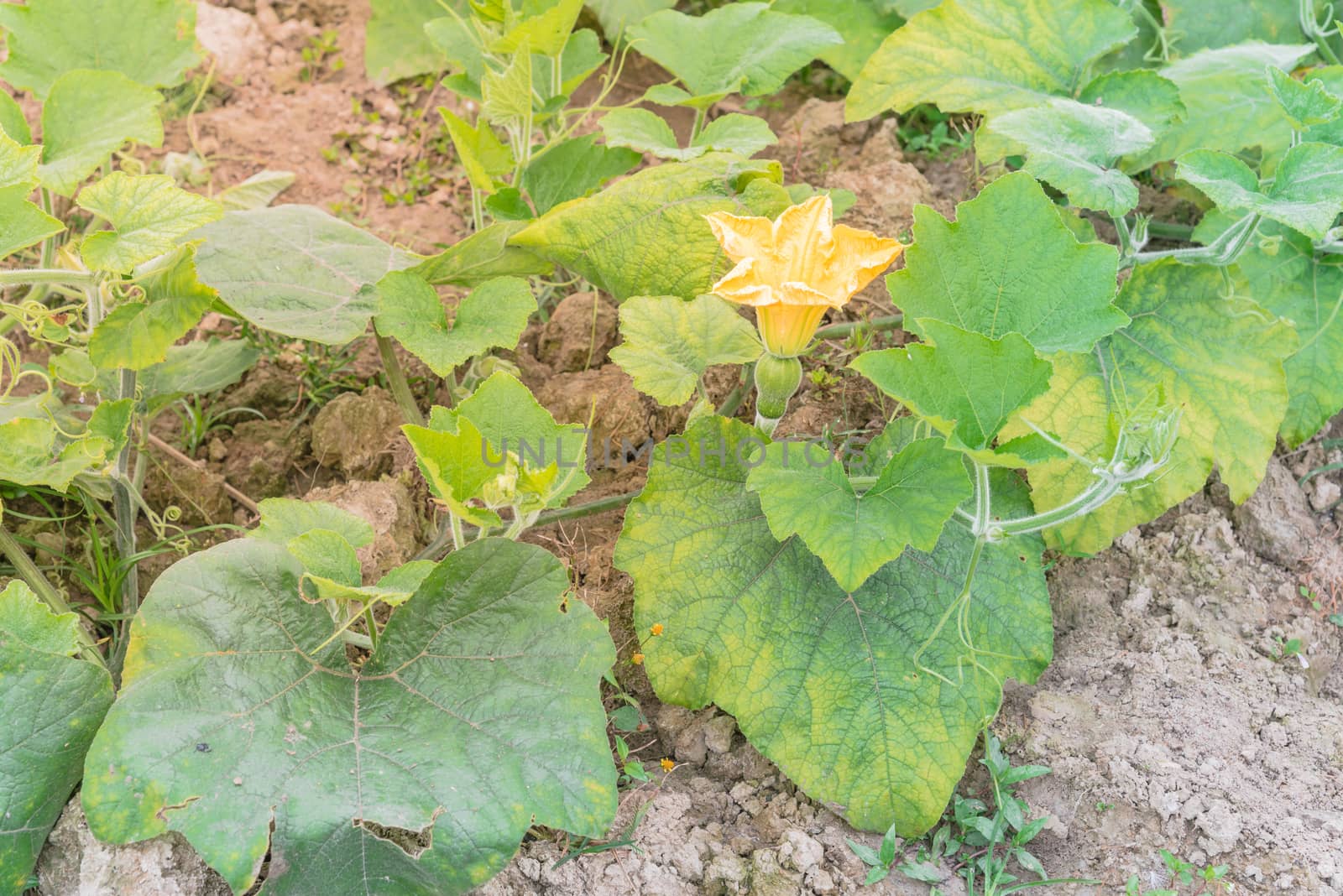 Top view a pumpkin farm in the North Vietnam with yellow squash flower and young fruit. Strong green pumpkin vine growing on clay soil with weed. Agriculture background.