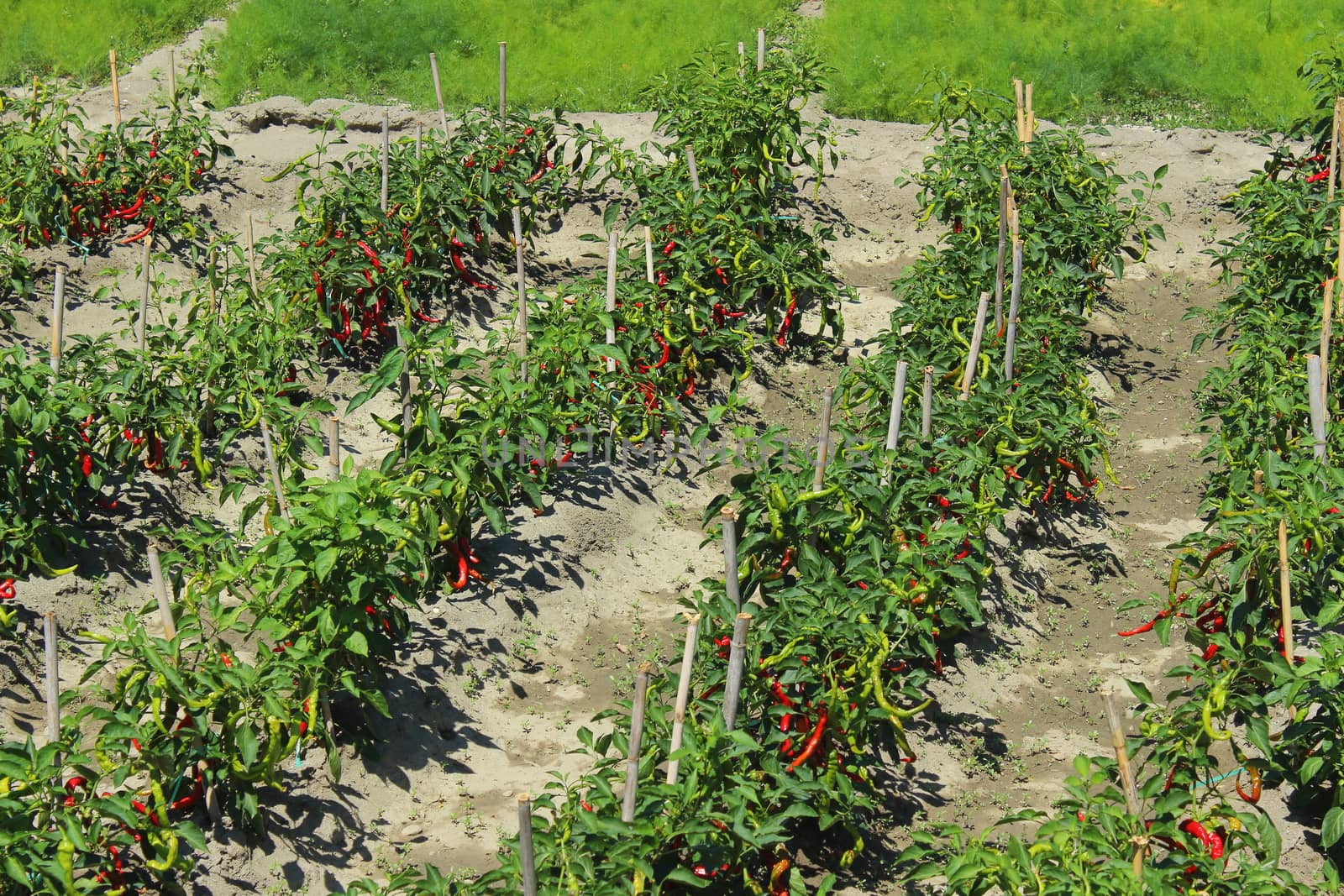 growing green and red chili peppers in a vegetable garden